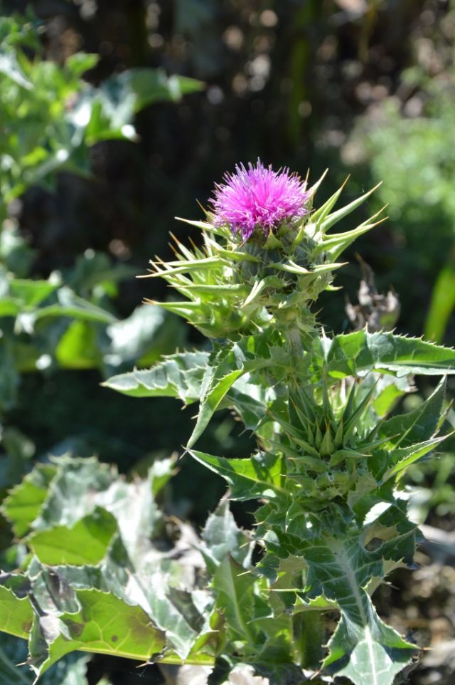 Silybum marianum (Asteraceae)